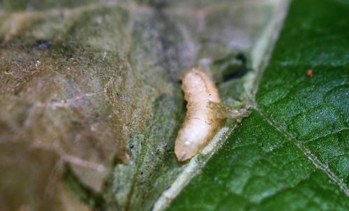 Pegomya laticornis